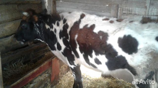 Меняю корову на ездовую лошадь купить на Зозу.ру - фотография № 2