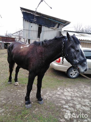 Продается конь купить на Зозу.ру - фотография № 3