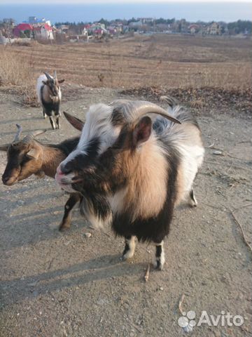Козлы и козы купить на Зозу.ру - фотография № 1