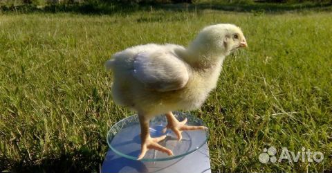 Цыплята, бройлеры суточные, инкубационные яйца купить на Зозу.ру - фотография № 1