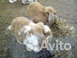 Продам кроликов мясных пород купить на Зозу.ру - фотография № 1