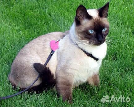 Красный сиамский кот