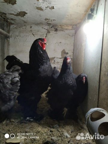 Цыплята, инкубационное яйцо купить на Зозу.ру - фотография № 2