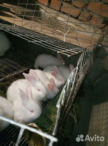 Кролики породы Паннон купить на Зозу.ру - фотография № 4