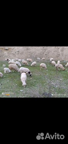 Продается овцы купить на Зозу.ру - фотография № 9