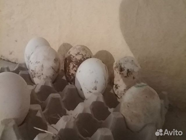 Яйца холмогорских гусей чисто породние купить на Зозу.ру - фотография № 2