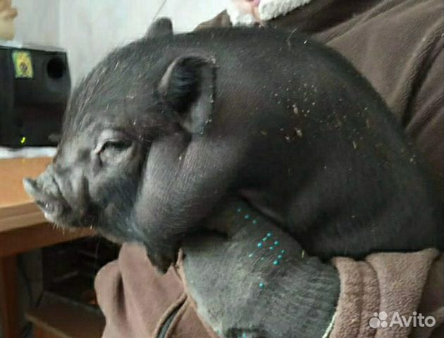 Вьетнамские вислобрюхие свиньи купить на Зозу.ру - фотография № 1