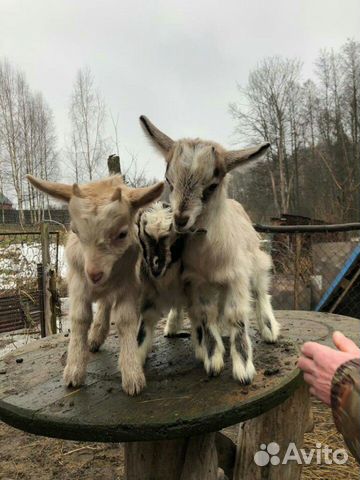 Альпийские козы и козлята купить на Зозу.ру - фотография № 6