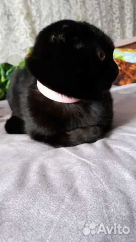 Шотландской вислаухой(остался один чёрный котик купить на Зозу.ру - фотография № 3