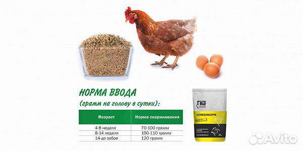Несушка Ру Официальный Сайт Цены Интернет Магазин