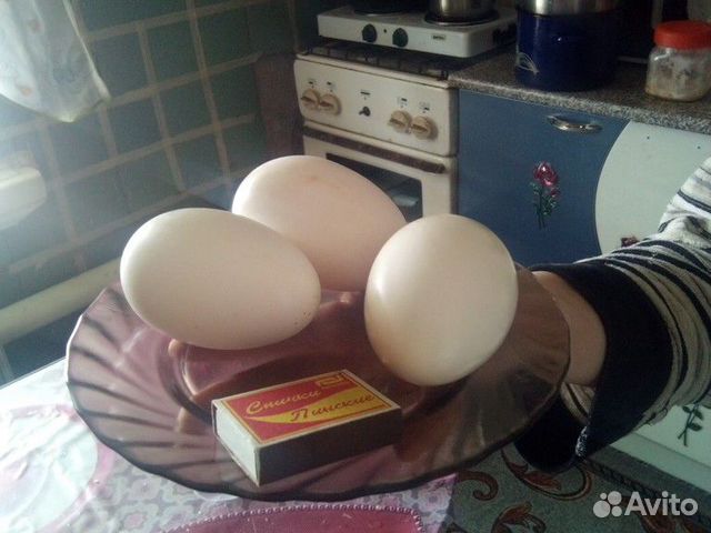 Яйцо инкубационные гусиное купить на Зозу.ру - фотография № 1