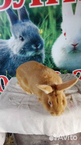 Кролики разных мясных пород купить на Зозу.ру - фотография № 7