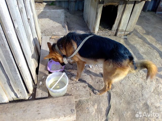 Собака вязка кобель 3 года 3 тысячи купить на Зозу.ру - фотография № 3