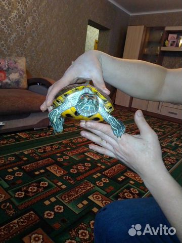 Черепашки ниндзя с аквариумом купить на Зозу.ру - фотография № 1