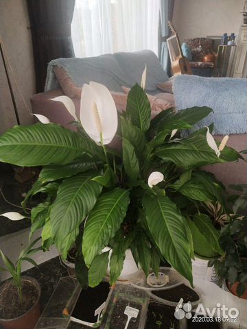 Спатифиллум