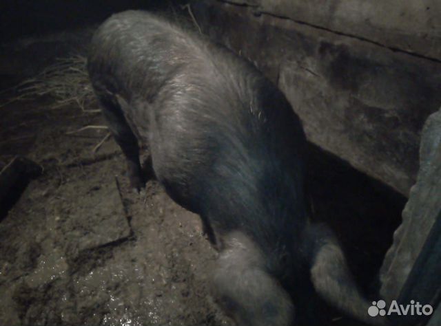 Свиноматка (дюрок скрещен с диким кабаном) купить на Зозу.ру - фотография № 3