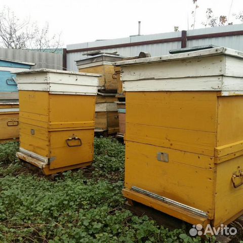 Ульи пчелы купить на Зозу.ру - фотография № 1