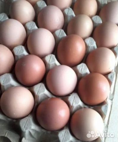 Яйца инкубационное купить на Зозу.ру - фотография № 1