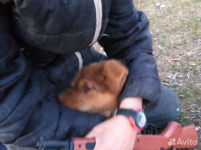 Лабарадор щенок купить на Зозу.ру - фотография № 4