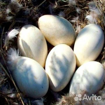 Яйца Гусинные, Индюшинные,на инкубацию купить на Зозу.ру - фотография № 2