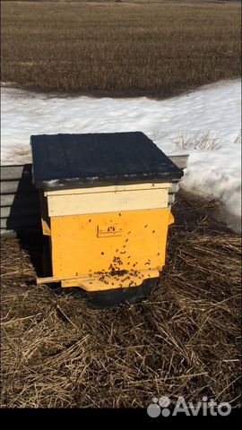 Продам пчелосемьи и пакеты купить на Зозу.ру - фотография № 6
