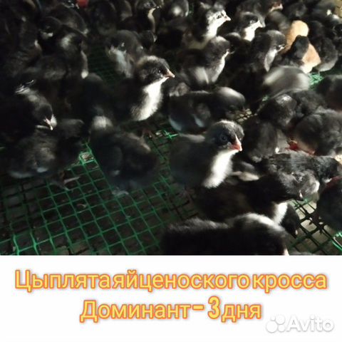 Цыплята бройлерные, индюшата, гусята купить на Зозу.ру - фотография № 2