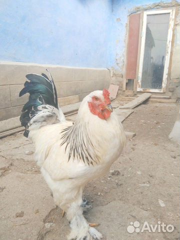 Яйца на инкубацию породистых кур.Брама купить на Зозу.ру - фотография № 1