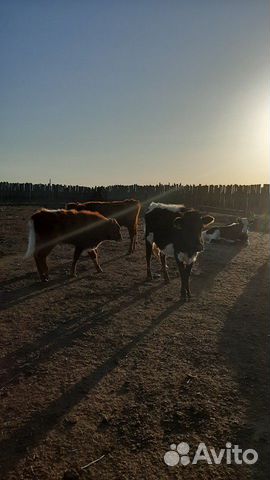 Коровы купить на Зозу.ру - фотография № 9