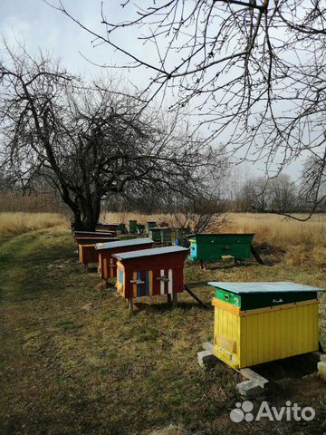 Ульи с пчелами купить на Зозу.ру - фотография № 2