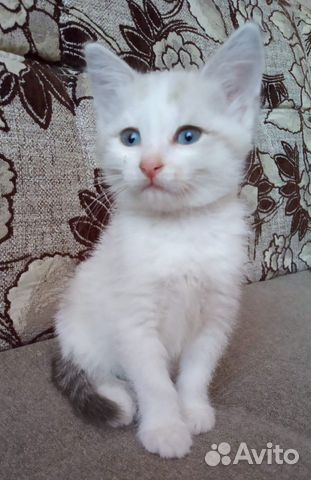 Маленькая красавица-кошка (в роду сиам и русская б купить на Зозу.ру - фотография № 5