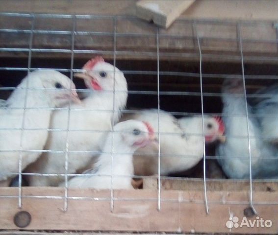 Цыплята Адлерские серебристые купить на Зозу.ру - фотография № 1