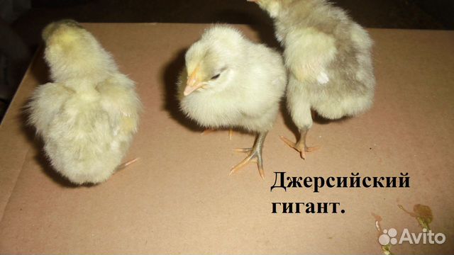 Цыплята Джерсийский гигант, Билефельдер купить на Зозу.ру - фотография № 2