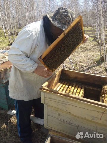 Пчелопакеты сибирской пчелы купить на Зозу.ру - фотография № 2