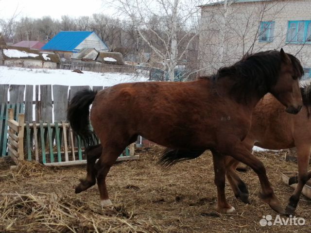 Лошади кобылы купить на Зозу.ру - фотография № 1