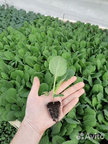 Рассада овощей и цветов