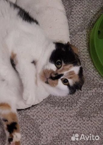 Кошечка Симона 1,5 года в дар в добрые руки Кошечка Симона 1,5 года в дар в добрые руки