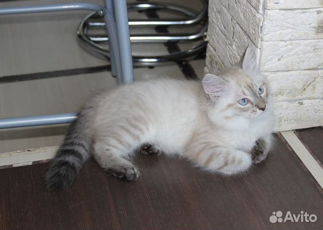 Продаю котят породы Невская маскарадная Продаю котят породы Невская маскарадная