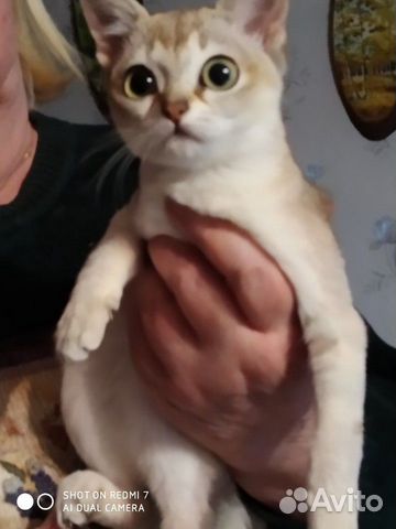 Сингапурские котята