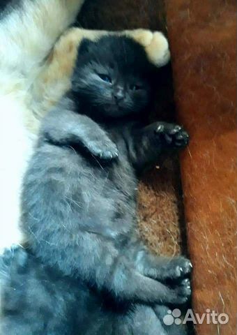 Котёнок ищет дом Котёнок ищет дом