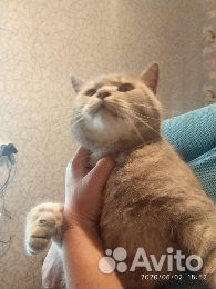Шотландские котята страйт, голубые Шотландские котята страйт, голубые