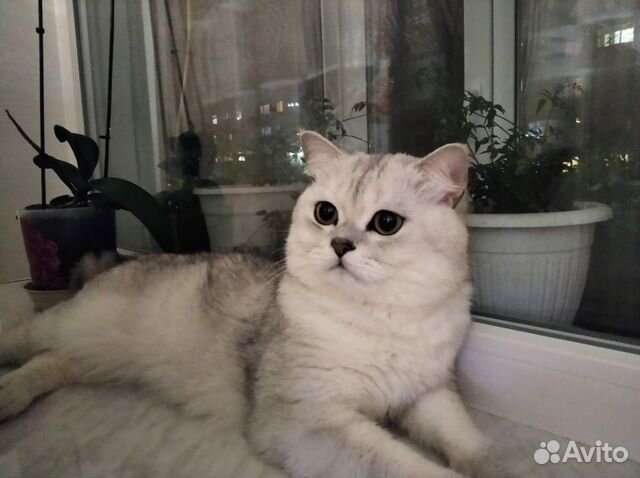 Британская