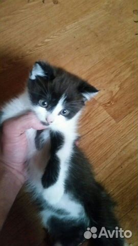 Котик