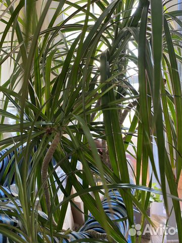 Драцена Драцена