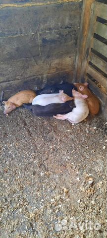 «Свинина домашняя парная, диетическая»