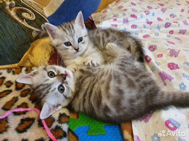 Котята Шотландские Котята Шотландские