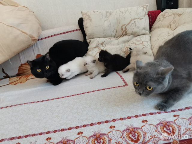Котята скоттиш страйт Котята скоттиш страйт