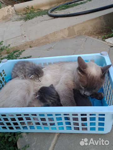 Котята в добрые руки Котята в добрые руки