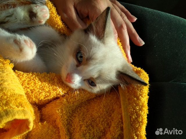 Котенок мальчик Котенок мальчик