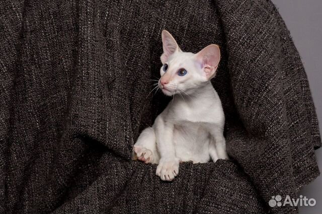 Ориентальный котенок