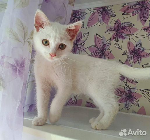 Отдам котёнка в добрые руки